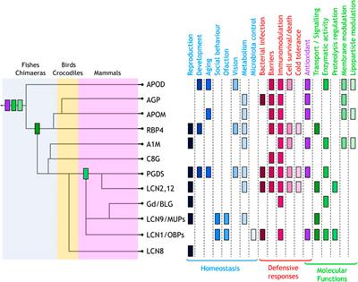 Editorial: Functional Profile of the Lipocalin Protein Family